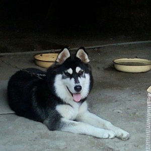 Sbirski layka. 8 ayi oktaybirin axiri olacaq. Yerim yoxdu diye saxlaya