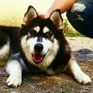 Sbirski layka. 8 ayi oktaybirin axiri olacaq. Yerim yoxdu diye saxlaya