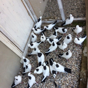 Qara boyun dest qara quyruğlar satılır quşlar zire kendindedir real al