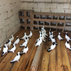 Qara boyun dest qara quyruğlar satılır quşlar zire kendindedir real al