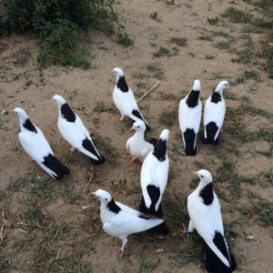 Qara boyun dest qara quyruğlar satılır quşlar zire kendindedir real al