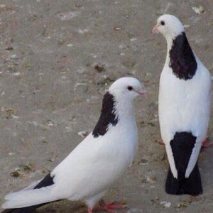 Qara boyun dest qara quyruğlar satılır quşlar zire kendindedir real al