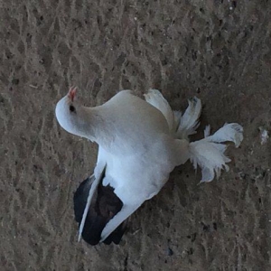 Temiz cins abriznoy desde qaraquyruglar eyni cinsdi 15  16 tukduler wa