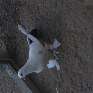 Temiz cins abriznoy desde qaraquyruglar eyni cinsdi 15  16 tukduler wa