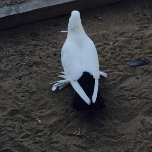 Temiz cins abriznoy desde qaraquyruglar eyni cinsdi 15  16 tukduler wa