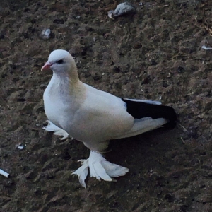 Temiz cins abriznoy desde qaraquyruglar eyni cinsdi 15  16 tukduler wa