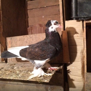 Qiymetler sekillerin usdunde var amma azca endirim etmek olar ))) what