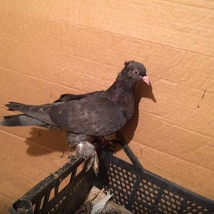 Qiymetler sekillerin usdunde var amma azca endirim etmek olar ))) what