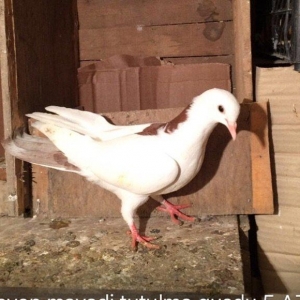 Qiymetler sekillerin usdunde var amma azca endirim etmek olar ))) what