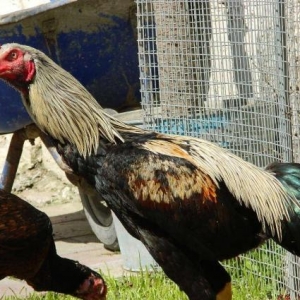 Heyrati  beceler  ve  fereler  satilir---doyushdur  yoxla  apar--ela  heyvanlardir