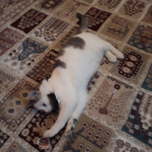 Salam. Oynagan pi****. Oynamagi cox sevir. Maraqli herketler edir. 80az