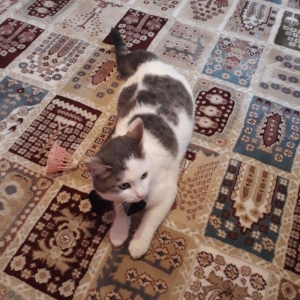 Salam. Oynagan pi****. Oynamagi cox sevir. Maraqli herketler edir. 80az