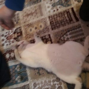 Salam. Oynagan pi****. Oynamagi cox sevir. Maraqli herketler edir. 80az