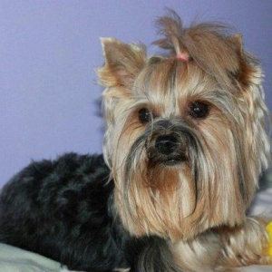 yorkshire terier balası satılır, 2 aylıq erkey peyvend vurulub vet pas