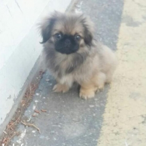 4 aylıq dişi pekines satılır tam sağlam tam peyvendli balad