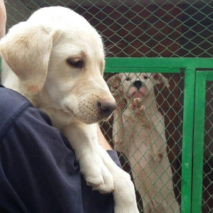 labrador retriever balası satılır 3 ay yarımlıq dişi