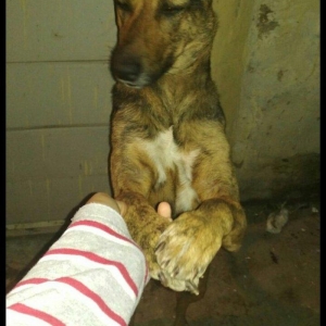 Dişi. 1 yaşı təzə olub.  Etibarlı əllərə verilir.  Qurd dərmanı verili