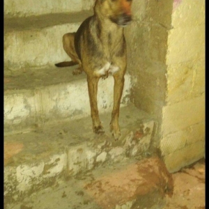 Dişi. 1 yaşı təzə olub.  Etibarlı əllərə verilir.  Qurd dərmanı verili