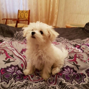 3 ayliq maltez balonkasi balasi satilir. Atasi ve anasi ozumdedi. Atas