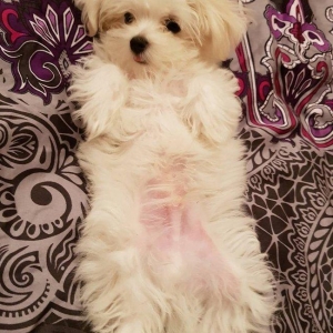 3 ayliq maltez balonkasi balasi satilir. Atasi ve anasi ozumdedi. Atas