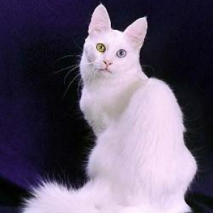 anqora ve bawqa sort piwikde olsa olar. temiz ev piwiyi olsun, 3 yawli