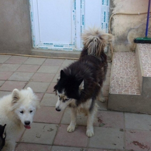 Salam temiz paroda 5 ayliğ erkek samoyed. Aşağ