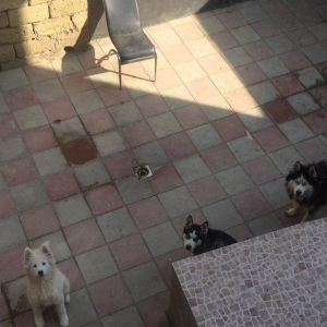 Salam temiz paroda 5 ayliğ erkek samoyed. Aşağı yeri var. Anlayişi