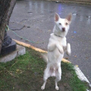 It. Zvanok. 1yasi var. Saglamdi. Yaxsi hurur. Celddi. Qaracuxurda qali