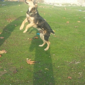 bogus iti balasinsatilir razilasma yolu gujdu bogus iti qizilin balasi