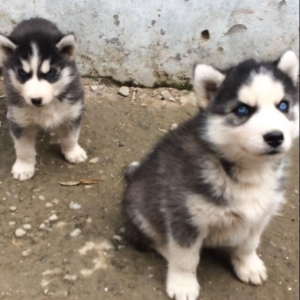 Salam temiz xaski balaları satlır 1 ay 11 günl