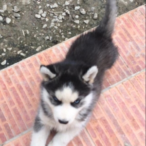 Salam temiz xaski balaları satlır 1 ay 11 günlükdüler qurd dermanları