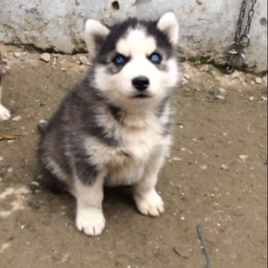 Salam temiz xaski balaları satlır 1 ay 11 günlükdüler qurd dermanları