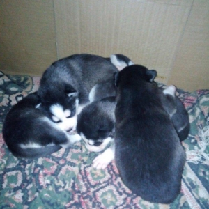 Haiski itler satlram 18gunlukdu anaslnln seklide v