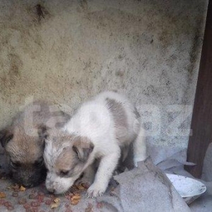 salam tecili satilir 2 dene erkey galib alan uduzm