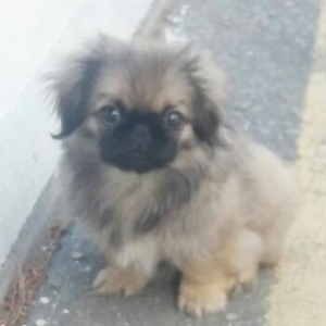 4 aylıq dişi pekines satılır tam sağlam tam peyvendli baladı, zehmet o