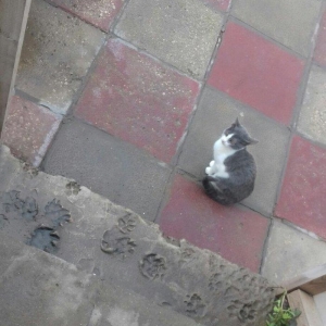 Evi pişiklər Temiz ve yaxsi pişiklerdi.Ancaq evde saxlayın ve yaxsi ba