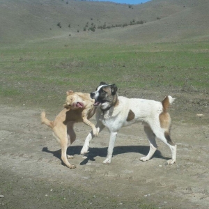 qurd basar satlir ozum 260 manata almisdim 3 ayiqinda 18 ayliqdi indi