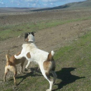 qurd basar satlir ozum 260 manata almisdim 3 ayiqinda 18 ayliqdi indi