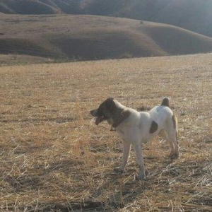 qurd basar satlir ozum 260 manata almisdim 3 ayiqinda 18 ayliqdi indi