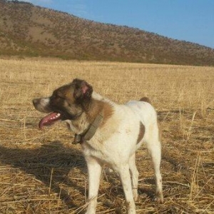 qurd basar satlir ozum 260 manata almisdim 3 ayiqinda 18 ayliqdi indi