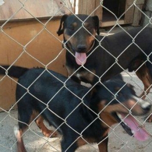 ягдтерер 3.года работает побарсуку супер.ov iti yaqtere 3.yasi var por