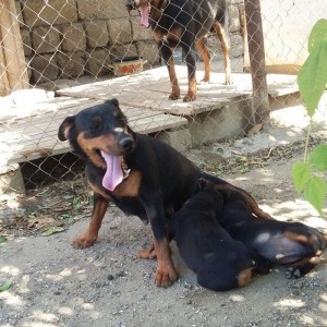 ягдтерер 3.года работает побарсуку супер.ov iti yaqtere 3.yasi var por