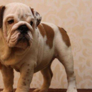 Предлагаем к продаже щенков английского бульдога, шоу-класс, шикарных