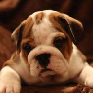 Предлагаем к продаже щенков английского бульдога, шоу-класс, шикарных