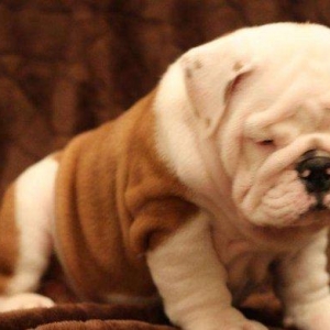 Предлагаем к продаже щенков английского бульдога, шоу-класс, шикарных