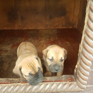 1 balasi var ay yarimliqdi ayliqdi 1 disi 300 manatdir. Moskovadan