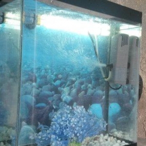 Akvarium
Papuqayla barter edilir
oksigen aparatı 
bəzək