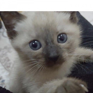 Сиамский котенок, девочка, 1 месяц, к лотку и корму приучена, домашняя