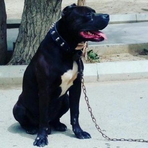 Erkek Pitbull Balasi Satilir  son 1 qara bala qalib.Drak ve Ce****anin