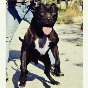 Erkek Pitbull Balasi Satilir  son 1 qara bala qalib.Drak ve Ce****anin